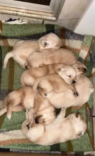 Doação Golden dog