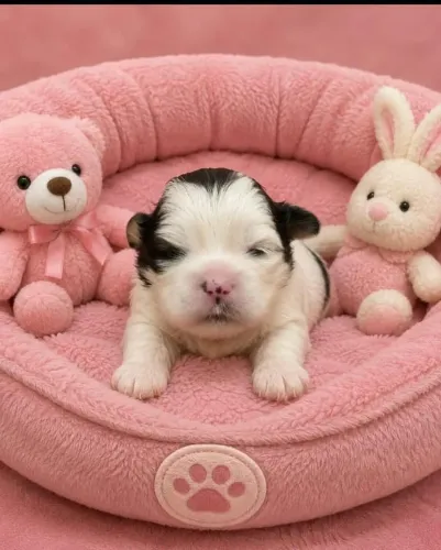 Cachorro