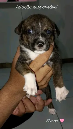 Adoção responsável 