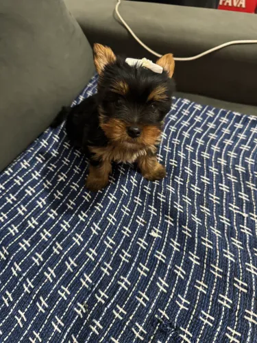 Cachorro Yorkshire 
