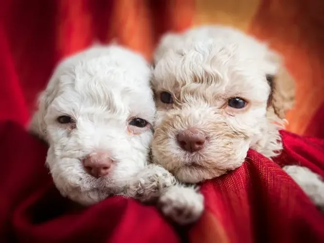 Lindos Filhotes de Poodle ?