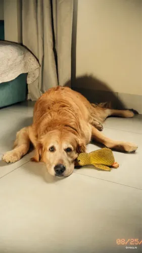 Golden Retriever Cruza 