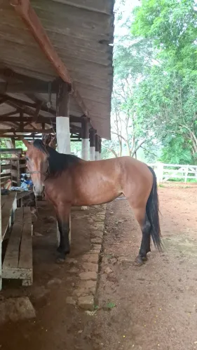Égua domada 5 anos