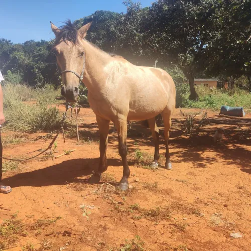cavalo a venda
