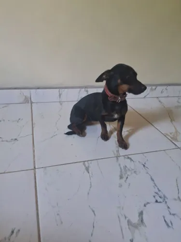 Pinscher 01