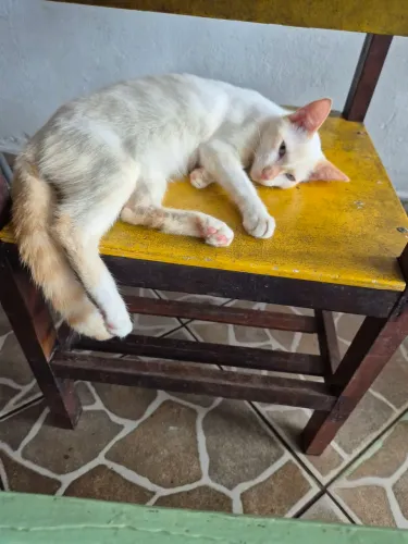 Gatos para adoção responsável 