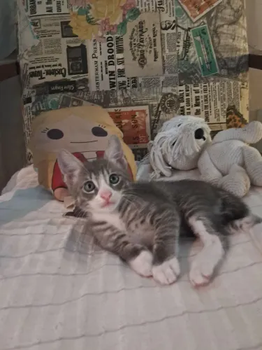Doa se gatinho