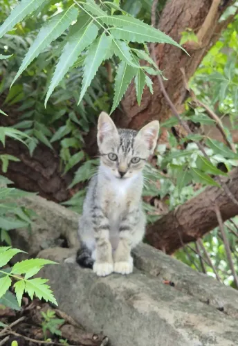 Gatinha disponível para adoção responsável 