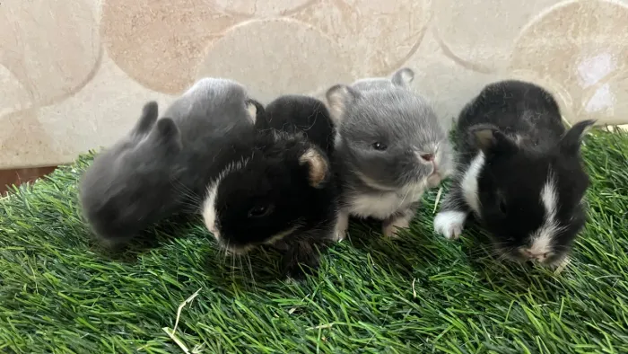 Mini anão 