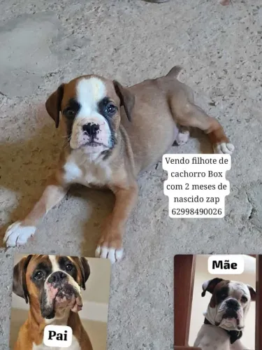 Vendo filhote de cachorro Box com 2 meses de nascido zap *
