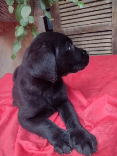 Lindo filhote de labrador