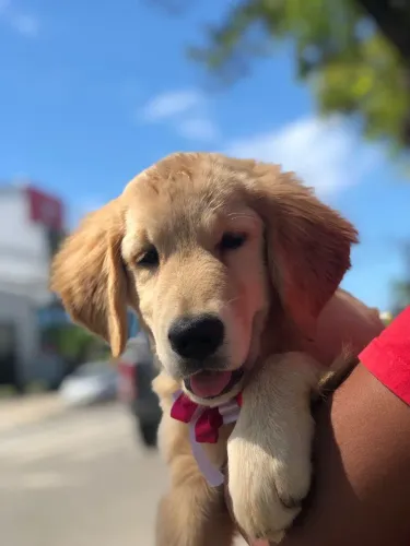 Fofuxinhos filhotes de Golden Retriever
