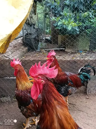 Galo GSB