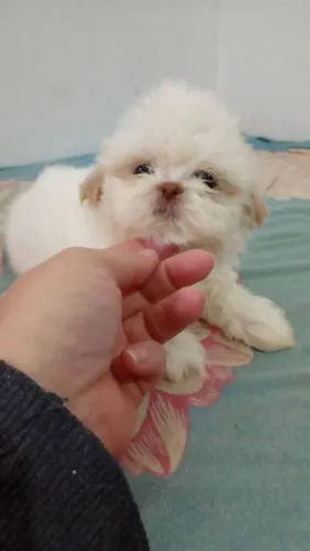 Shihtzu macho branco e areia focinho chocolate
