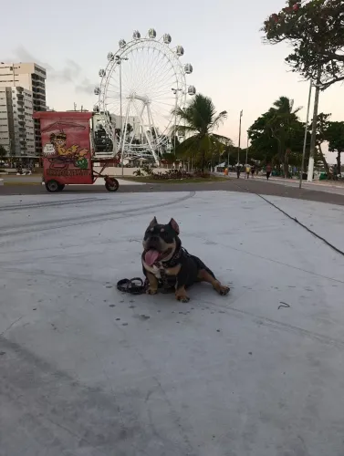 Cachorro América Bully micro exótic 10 meses