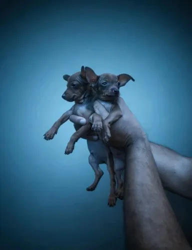Filhote Pinscher macho com olhar apaixonante