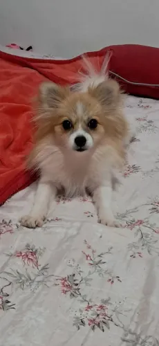 Splitz anã rapozinha