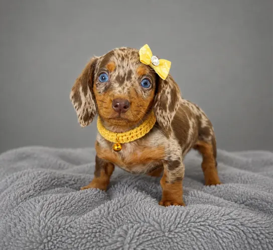 Teckel mofadinha chocolate perfeição pedigree