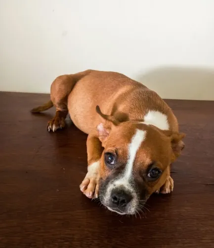 American Bully - Pedigree e Vacinado