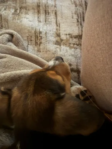 Beagle puro e muito brincalhao