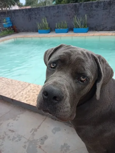 Fêmea da raça Cane Corso