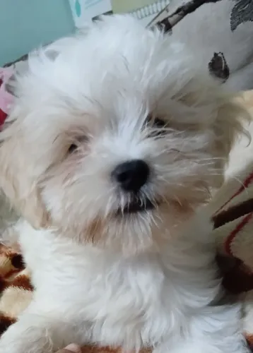 Animais 