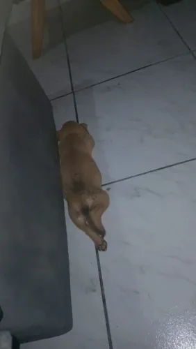 Cachorra pra doação