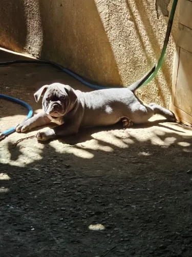 American Bully macho pra buscar agora