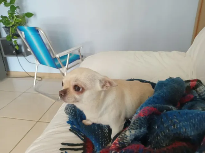 Chihuhaua vendo gema 4 anos 