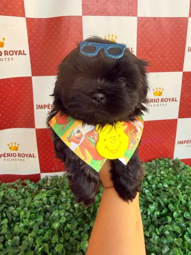 Shihtzu Machinho Pretinho Sólido Perfeito!