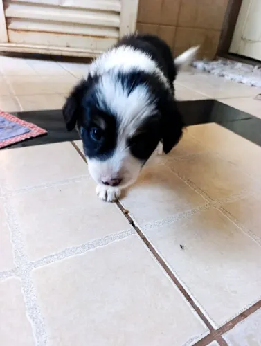 Filhote de border collie disponíveis 