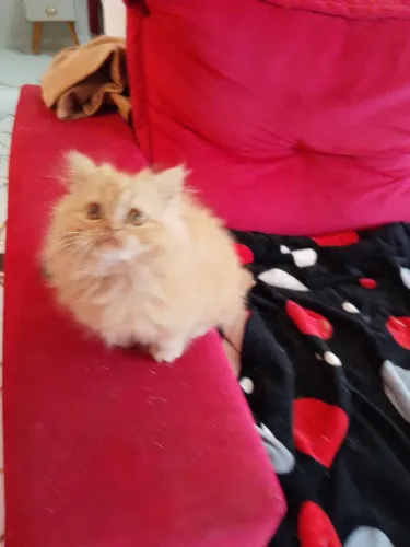 Filhote gato persa macho