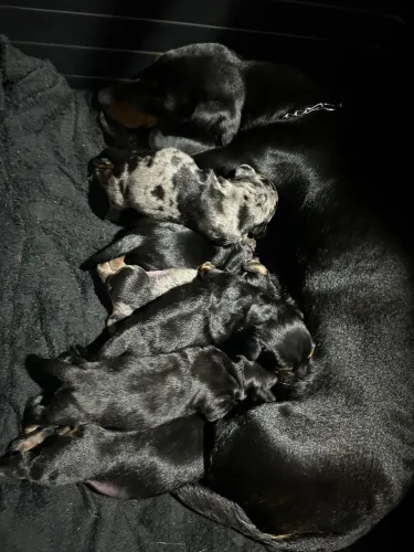 Vendo filhotes de salsicha( dachshund )