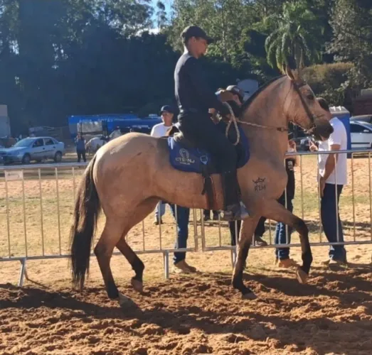 Cavalos