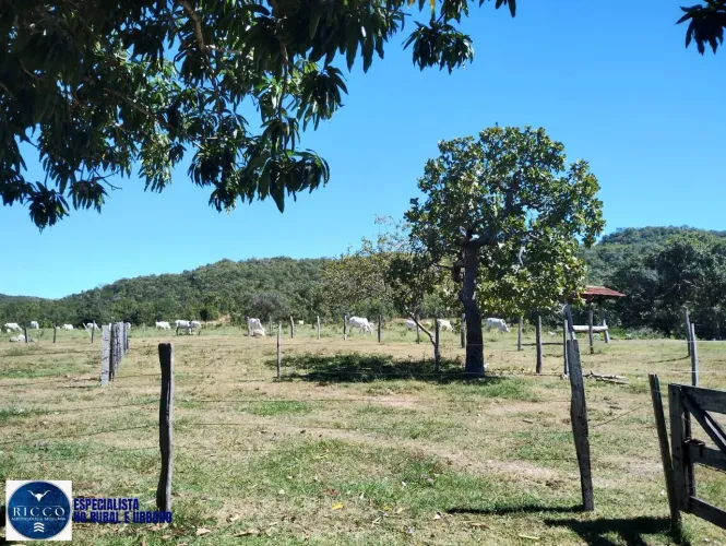 Chácara à Venda em Araguapaz  GO | 17 Alqueires com Água Abundante