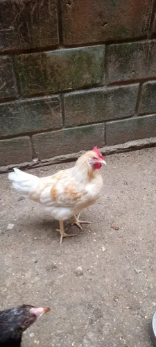 Frango novo disponível!