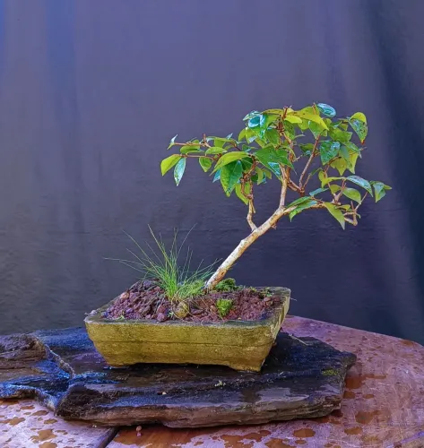 Bonsai de pitanga 2