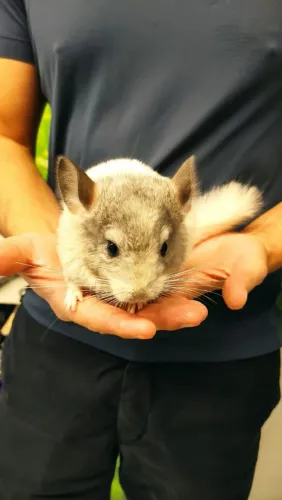 Filhote de Chinchila macho 