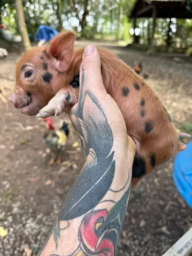 Mini Pig Mini Porco