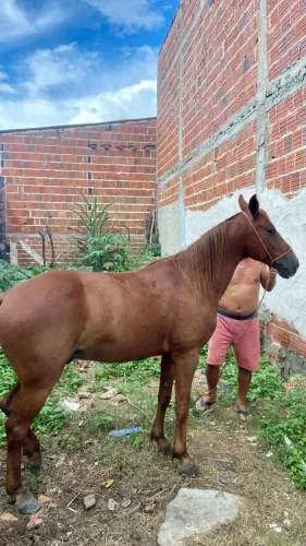 Venda-se cavalo 