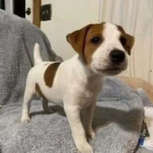 Jack Russell Terrier,Jack Russell Terrier Filhote Selecionado com Excelente Procedência