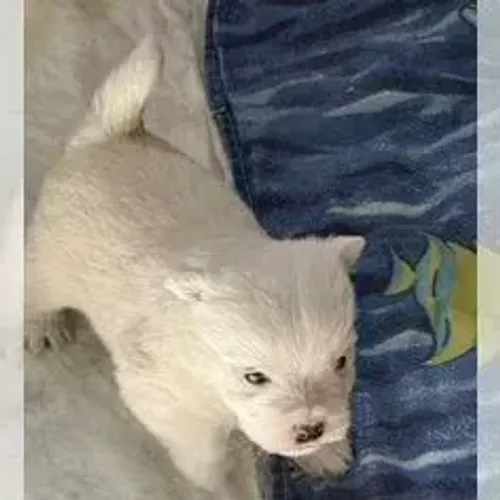 West Terrier Filhote Charmoso
