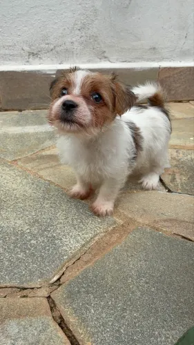 Filhote de Jack Russell Terrier