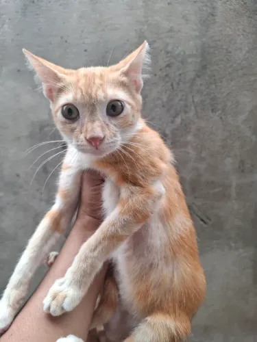 Adoção responsável de felinos ? para local sem acesso a rua