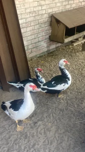 VENDO PATOS A PARTIR DE R$ 20/unidade