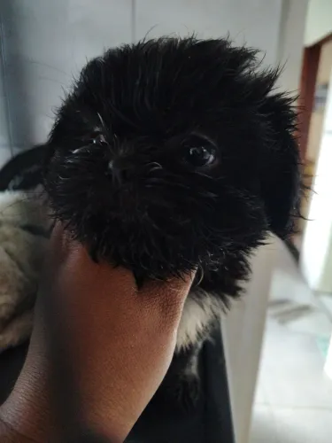 Vendo filhotes de Shitzu