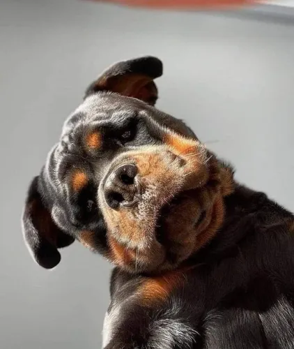 Filhotes De Rottweiler - Companheirismo Desde O Primeiro Dia