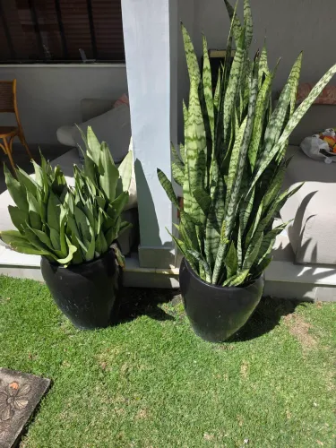 Vasos de planta