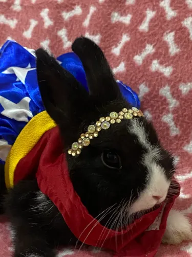 Mini coelha Netherland 