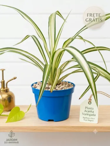 Muda de planta